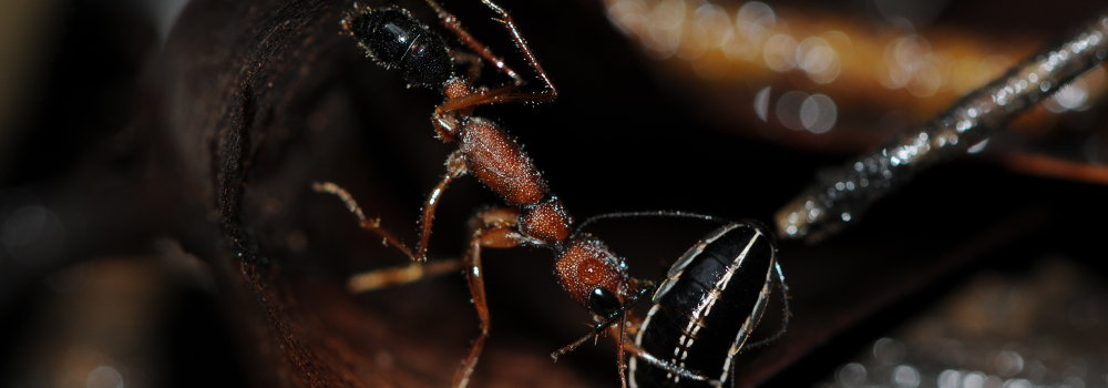 Jumping Ant (Harpegnathos saltator)